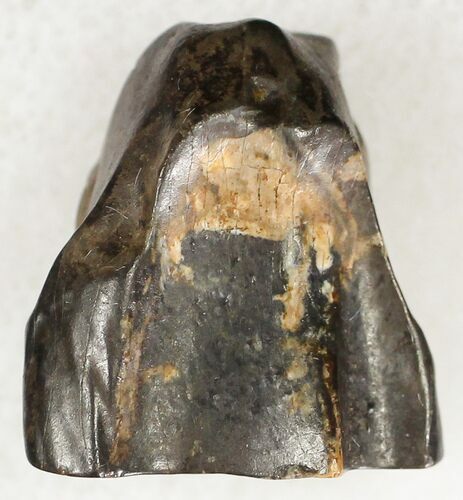 Triceratops Shed Tooth - Montana #20587